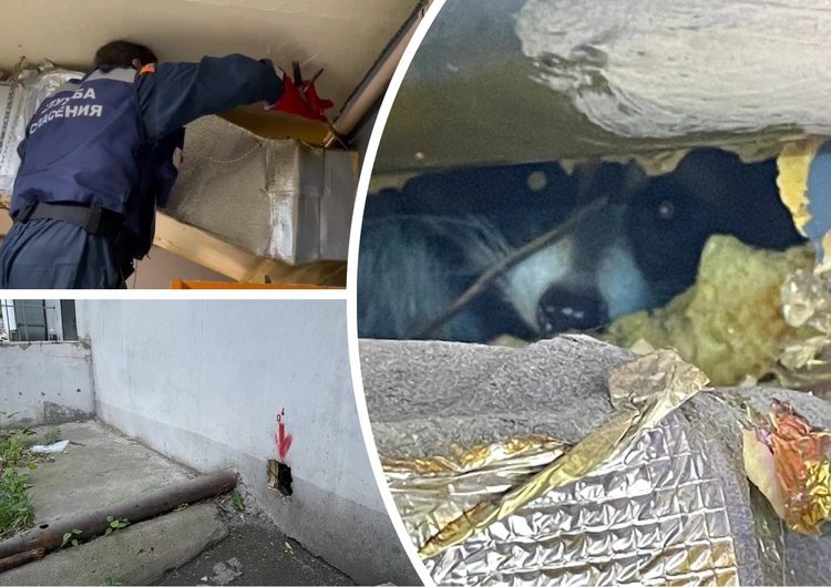 Думали крыса, оказался енот: дерзкий полоскун больше 10 дней кошмарит многоэтажку в Челябинске