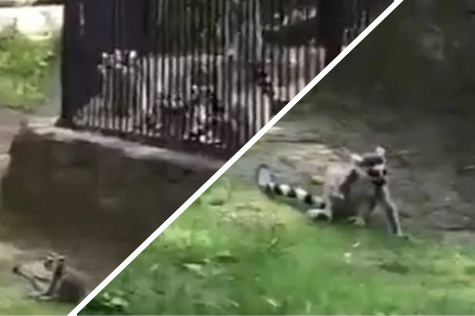 В Новосибирском зоопарке из клеток снова выбрались лемуры. Фото: Кадр из видео