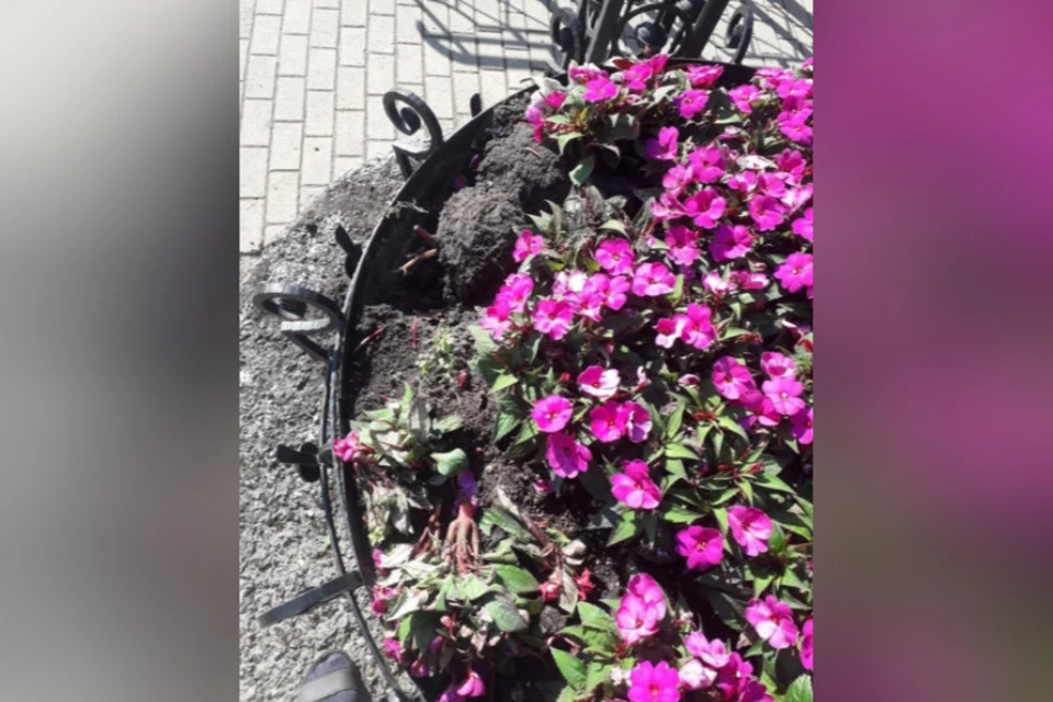 В Смоленске массово крадут цветы с городских клумб. Фото: пресс-служба администрации города.
