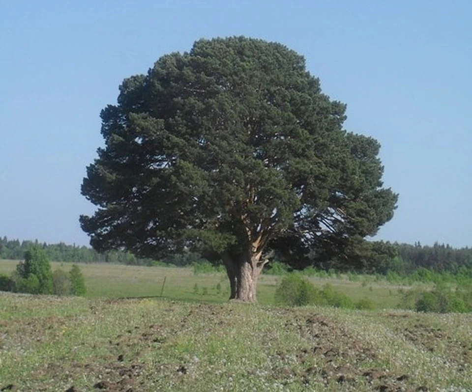 По разным оценкам, 11-метровому дереву от 220 до 360 лет
