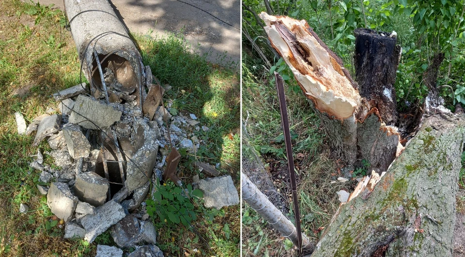 В Туле на улице Грибоедова ночной ветер повалил дерево и электрический столб