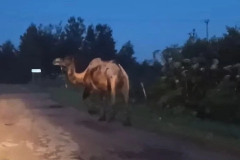 Колдун из деревни Реброво Южского района вошел в чертову дюжину участников 