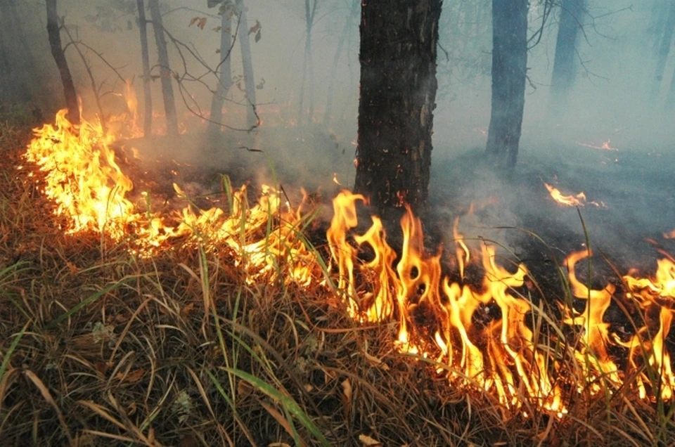 Чрезвычайная пожароопасность лесов ожидается в Иркутской области с 15 по 17 июля