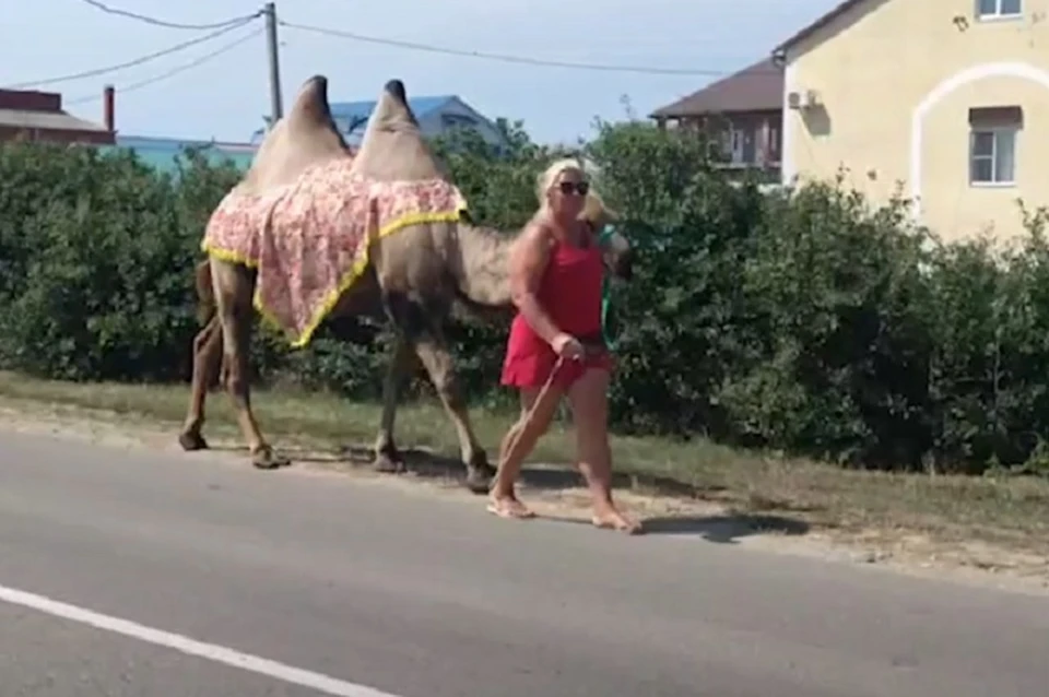 Верблюд удивил туристов. Фото: скриншот видео