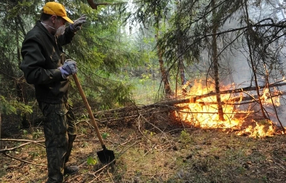 Пожар в лесной полосе.
