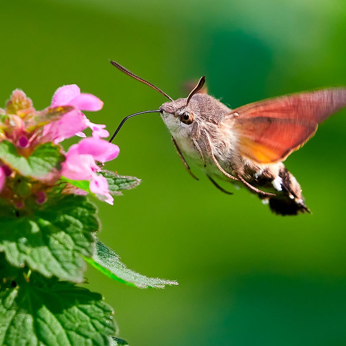 Новый вид бабочки, открытый в Лаосе, назвали в честь российского энтомолога - Наука - ТАСС