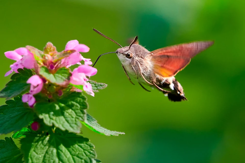 Бабочка-бражник похожа на колибри.