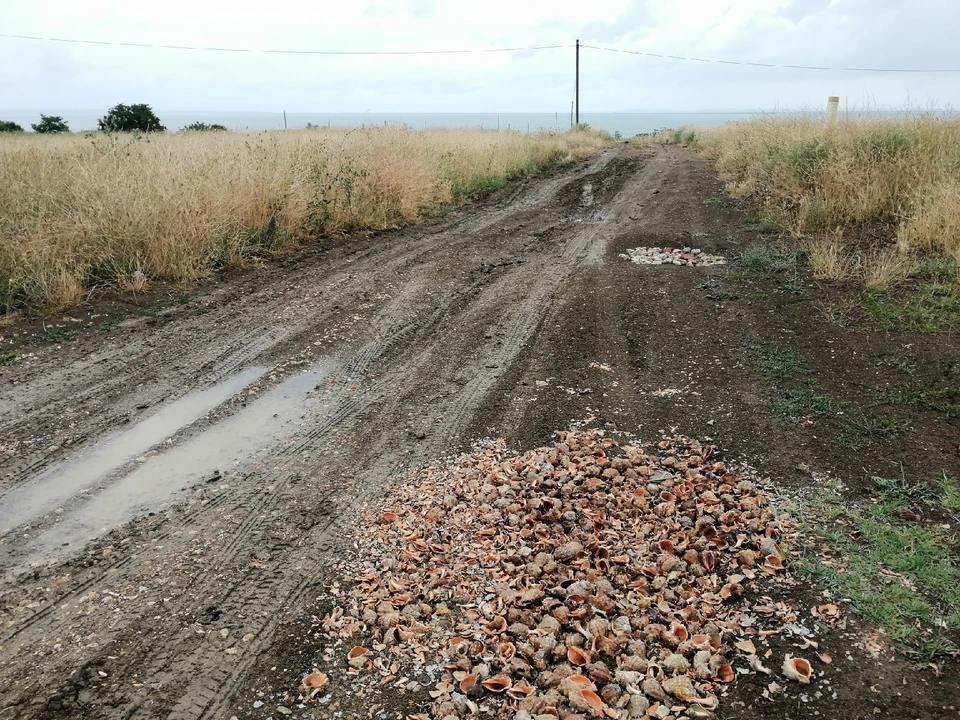 В Керчи проселочную дорогу отсыпали раковинами.