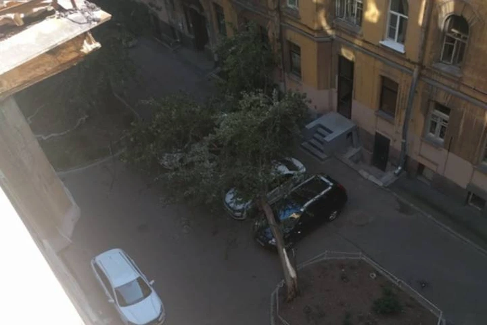 Дерево придавило три машины в центре Петербурга