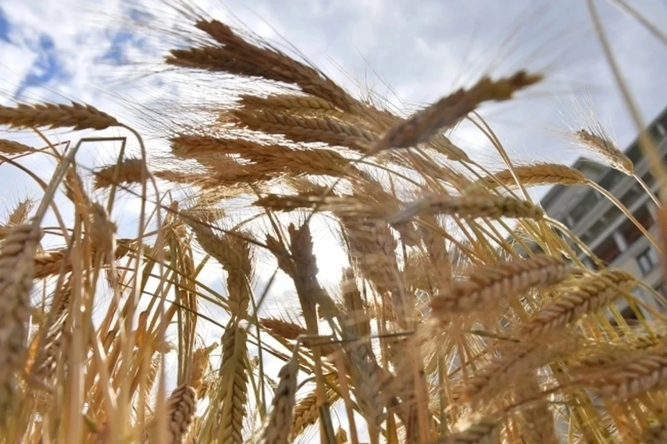 Минобороны Турции сообщило о планах начать вывоз зерна с Украины в кратчайшие сроки