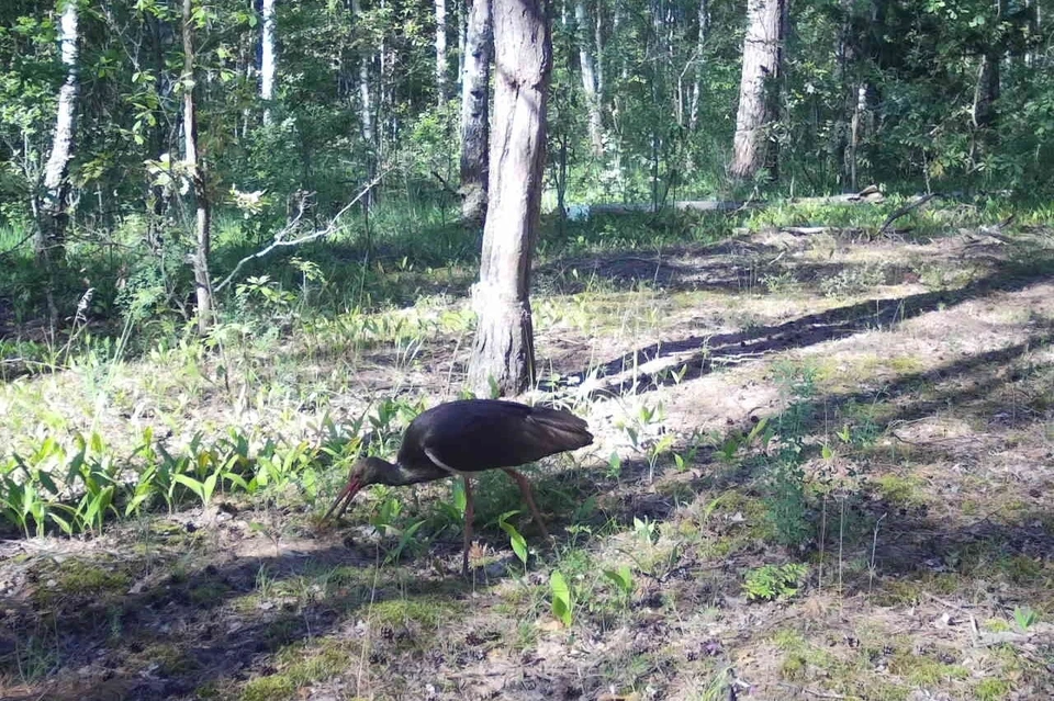 Краснокнижный черный аист в Окском заповеднике под Рязанью. Фото: группа «Кабаны и другие звери».