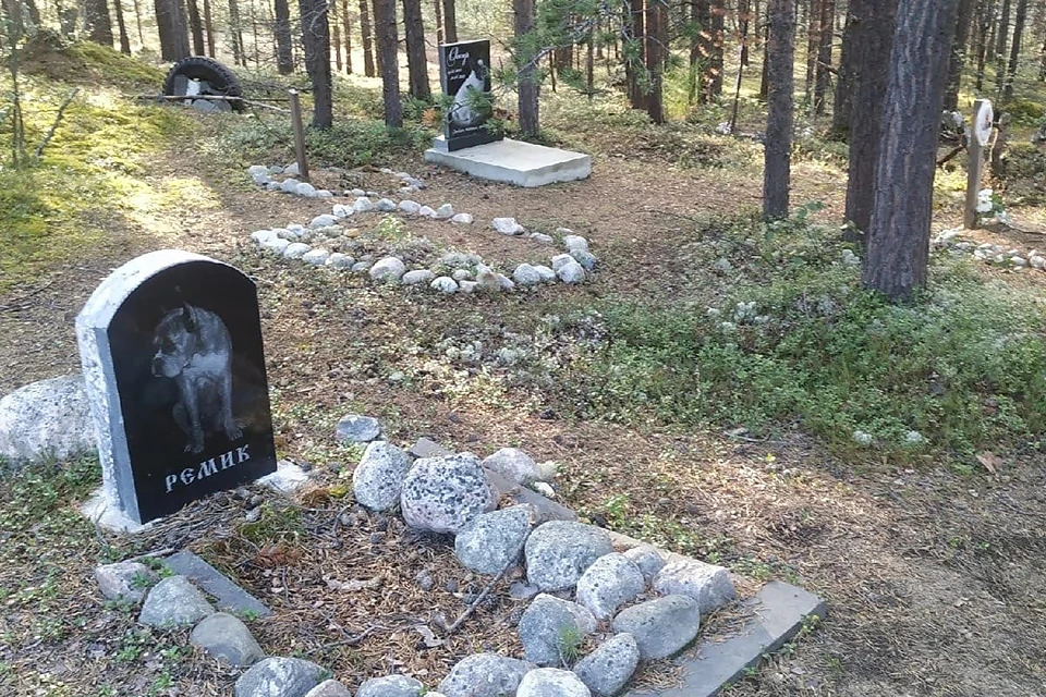 Кладбище питомцев: найдено 89 картинок