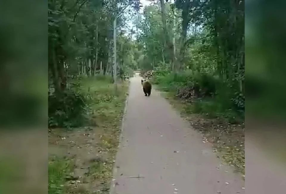 Фото: скриншот видео из соцсетей