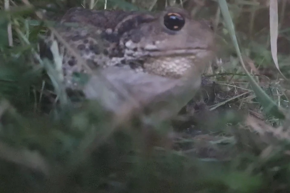 Сотрудники заповедника просят тех, кто видел в регионе серых жаб, сообщить об этом. Фото: Скриншот видео
