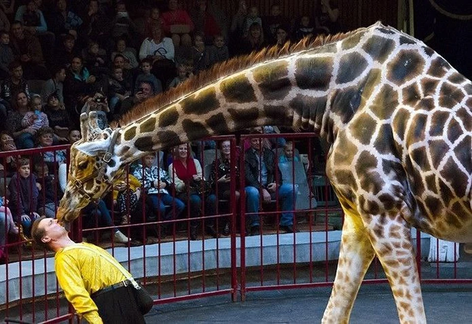 Жираф любит целоваться. Фото: волгоградский цирк.