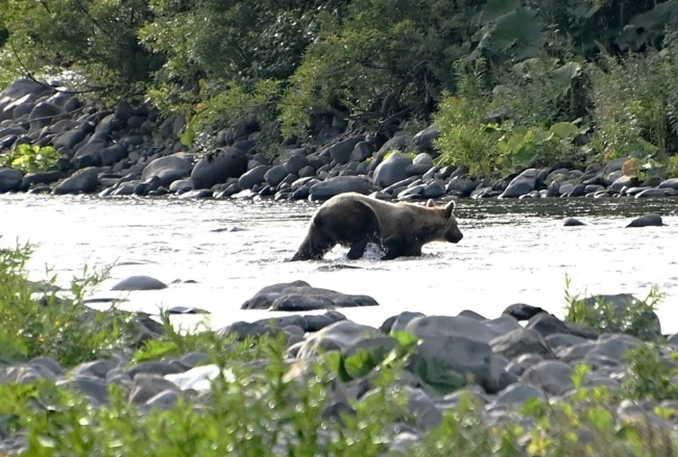 Туристы заметили бурого медведя в горах Адыгеи
