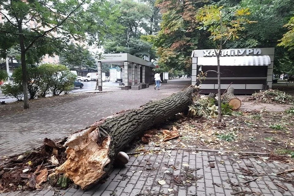 Дерево рухнуло из-за сильного ветра.