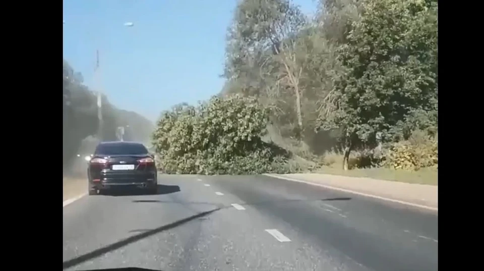 В Ульяновске на Димитровградском шоссе упавшее дерево перекрыло половину дороги