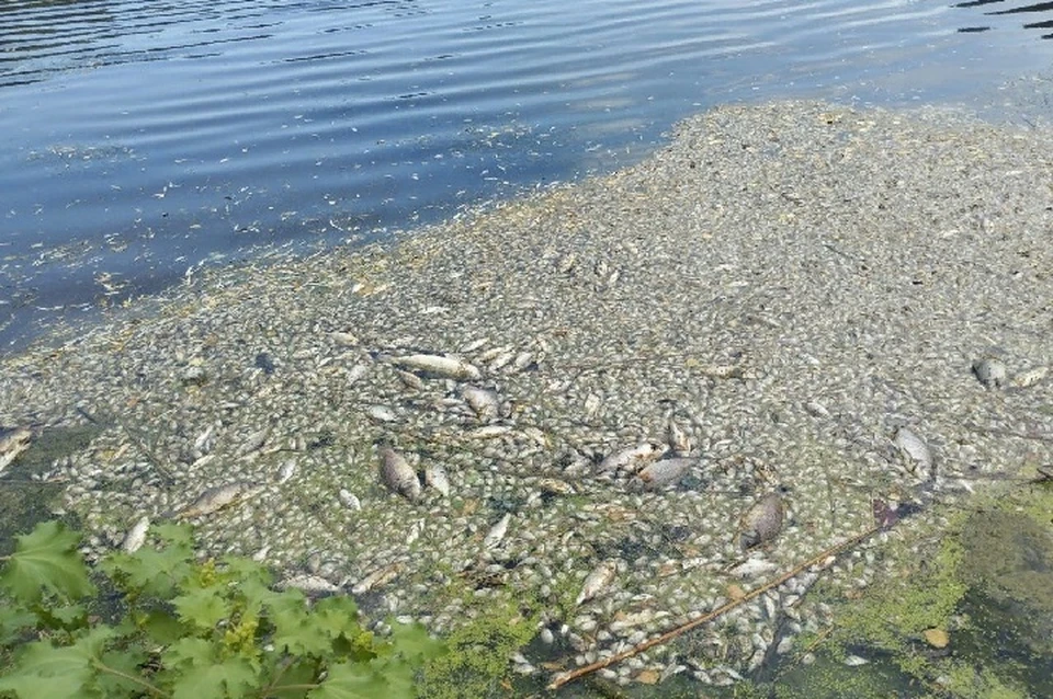 В пруду погибло маточное поголовье сазана, серебристого карася, судака, окуня, красноперки и плотвы. Фото: пресс-центр Донецкого ботсада