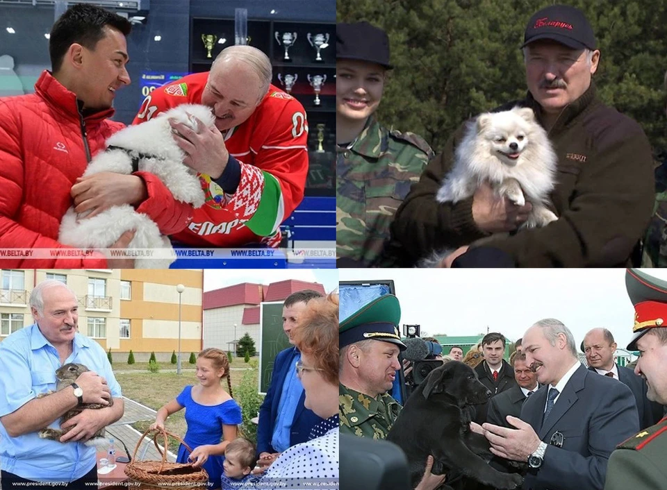 Белорусский президент любит животных. Фото: пресс-служба президента, БелТА