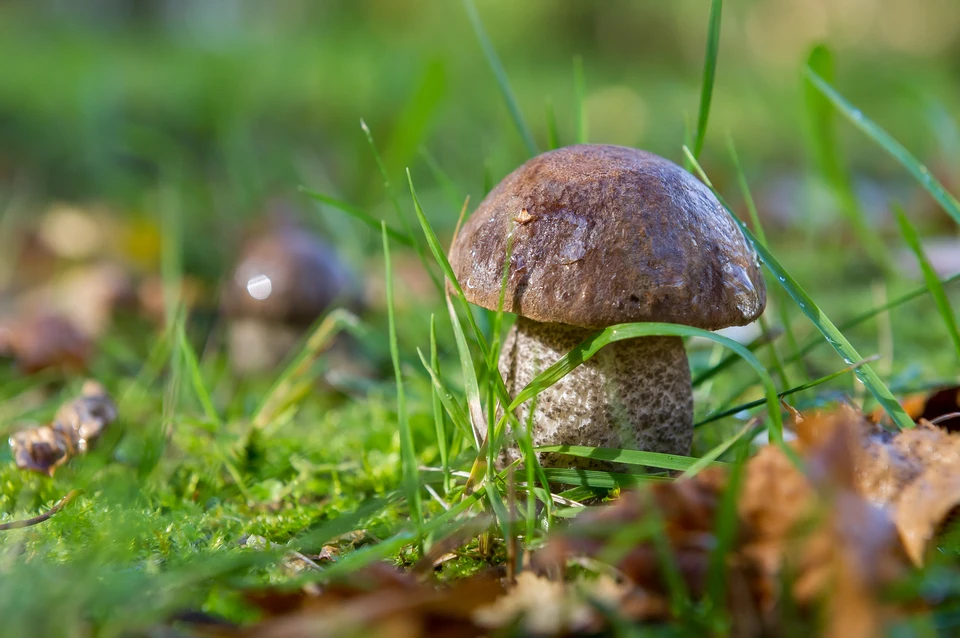 Не все грибы в лесу одинаково полезны. В этом сезоне отравились уже 14 человек.