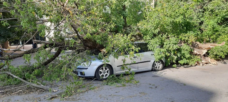 дерево упало на машину