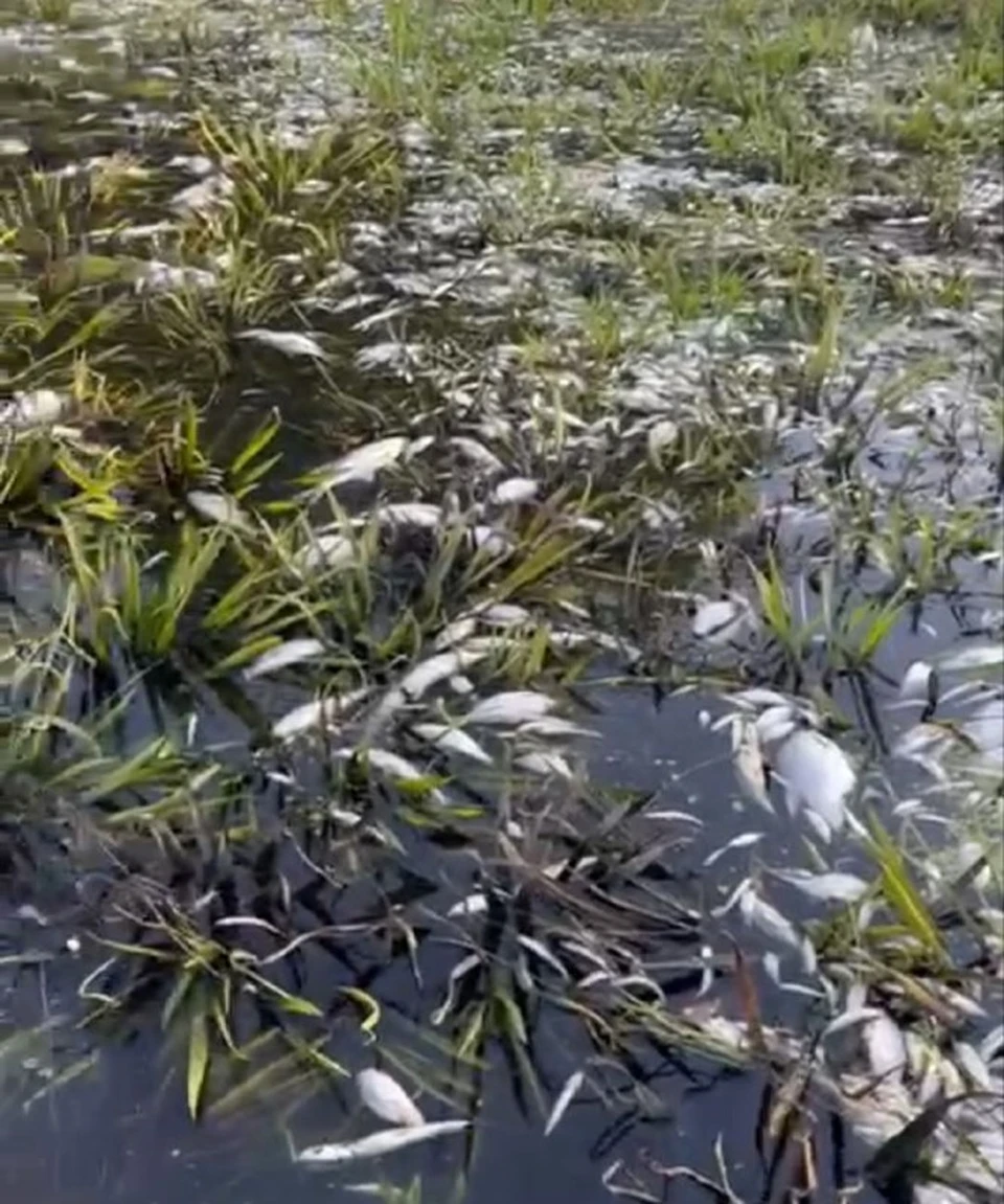 За последнее время это уже второй случай гибели водных обитателей
