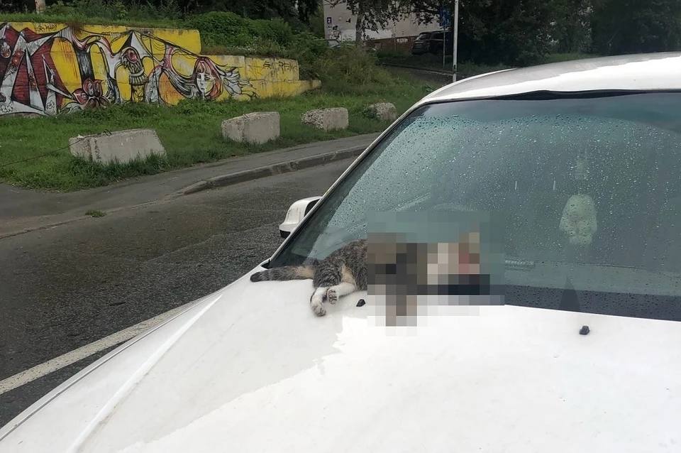 Мертвая кошка лежала на стекле автомобиля.