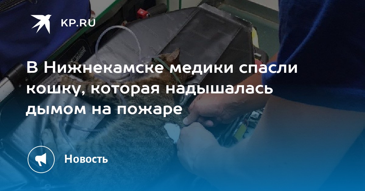 В Нижнекамске медики спасли кошку, которая надышалась дымом на пожаре ...