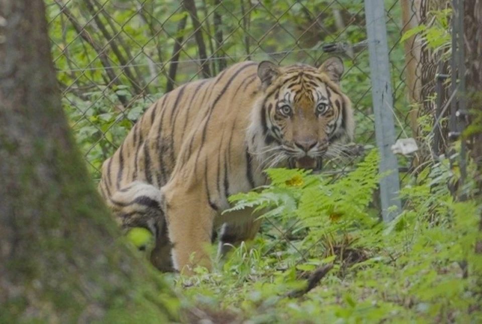 Тигра выпустили в естественную среду обитания. Фото: предоставлено пресс-службой РМК