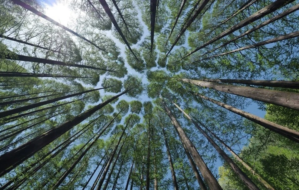 Фото: kp.ru