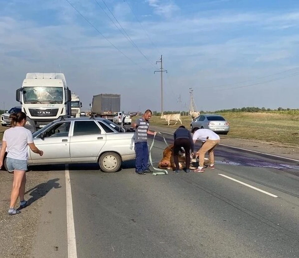 В Саратовской области «десятка» сбила корову - KP.RU