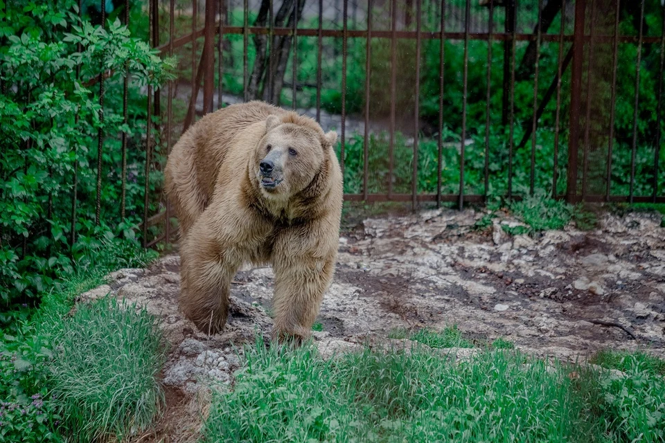 Медведь шокировал жителей Сочи.