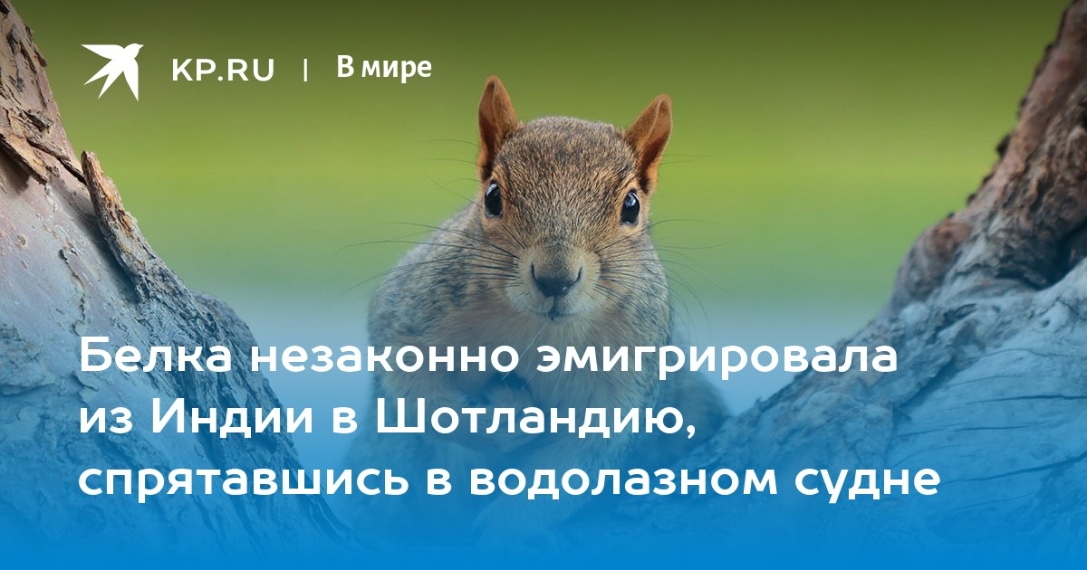 Белка незаконно эмигрировала из Индии в Шотландию, спрятавшись в водолазном судне