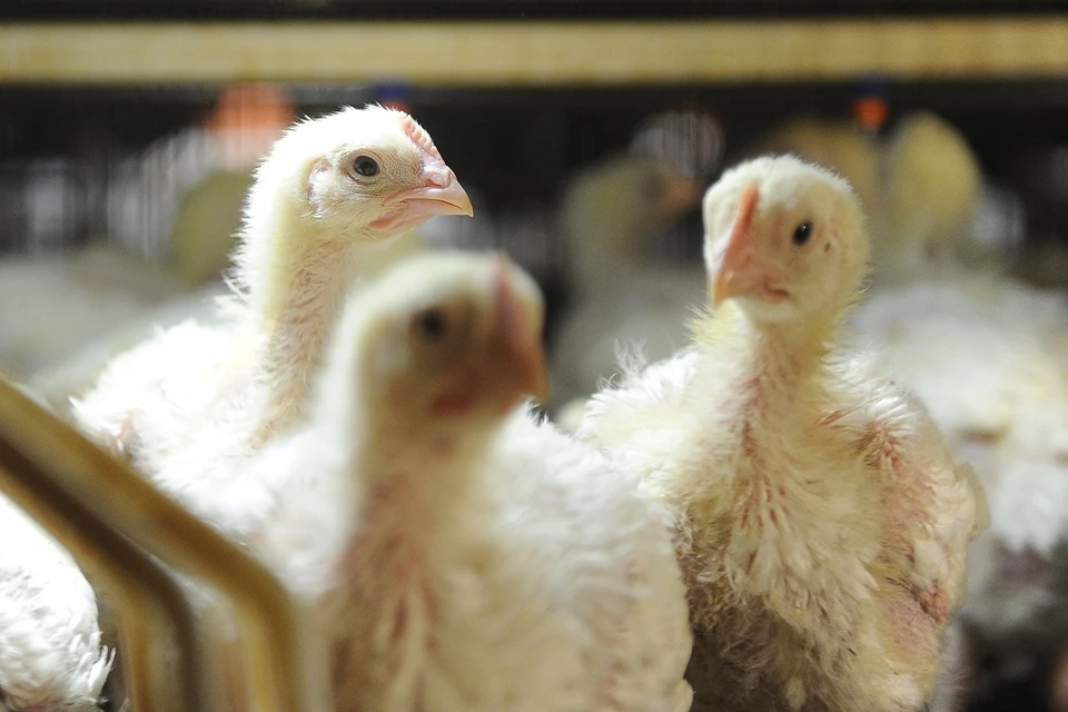 В двух образцах куриной продукции специалисты Россельхознадзора обнаружили лекарство.