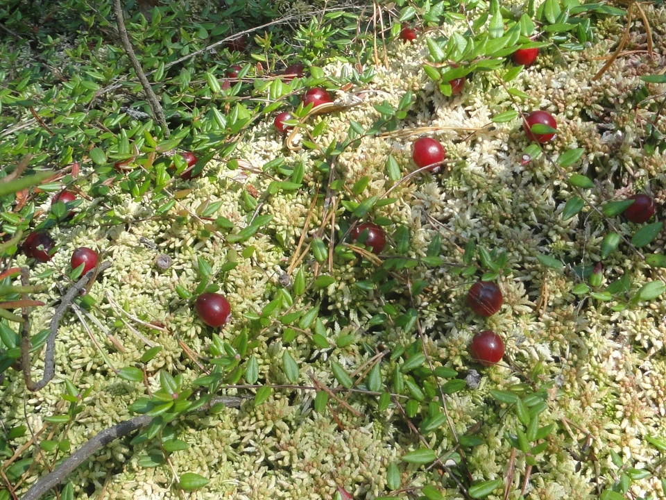 Клюкву жители Беларуси любят и заготавливают на зиму. Фото: ru.wikipedia.org