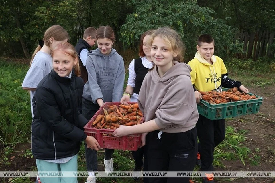 Школьники в Александрии собирают овощи, выращенные на школьном огороде. Фото: БелТА