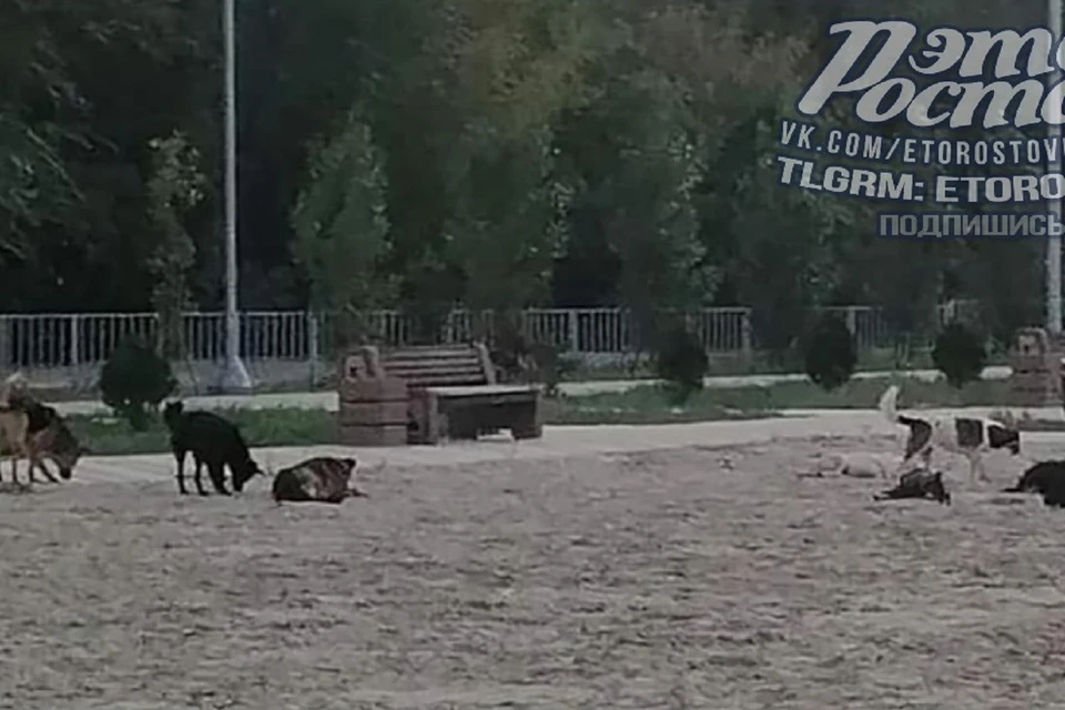 В Ростове стая бродячих набросилась на ребенка на Зеленом острове. Фото: "Это Ростов".