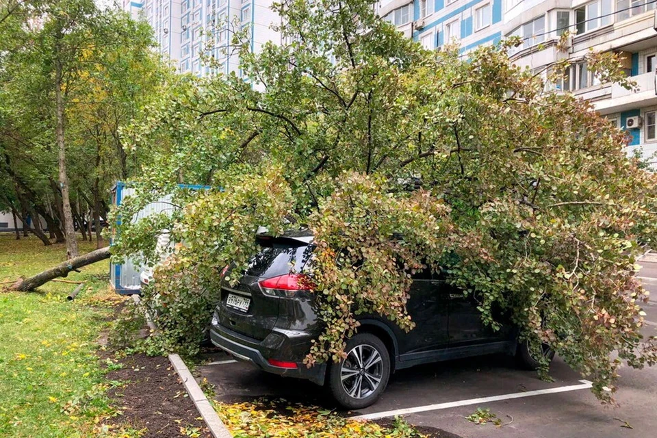 В Москве шквалистый ветер повалил 33 дерева и повредил 14 автомобилей