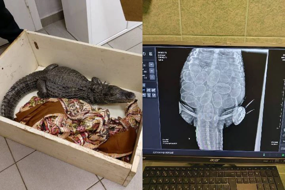 Крокодил забеременел тремя десятками яиц без самца в Ленобласти / Фото: Администрация ЛО