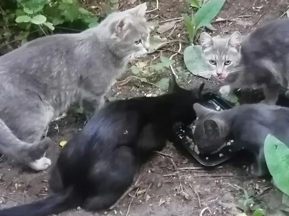В одном из двором в Самаре уже несколько лет живут кошки, но не недавно они начали загадочно умирать