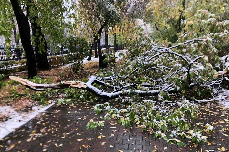 Из-за непогоды поломало много деревьев Фото: читатель КП