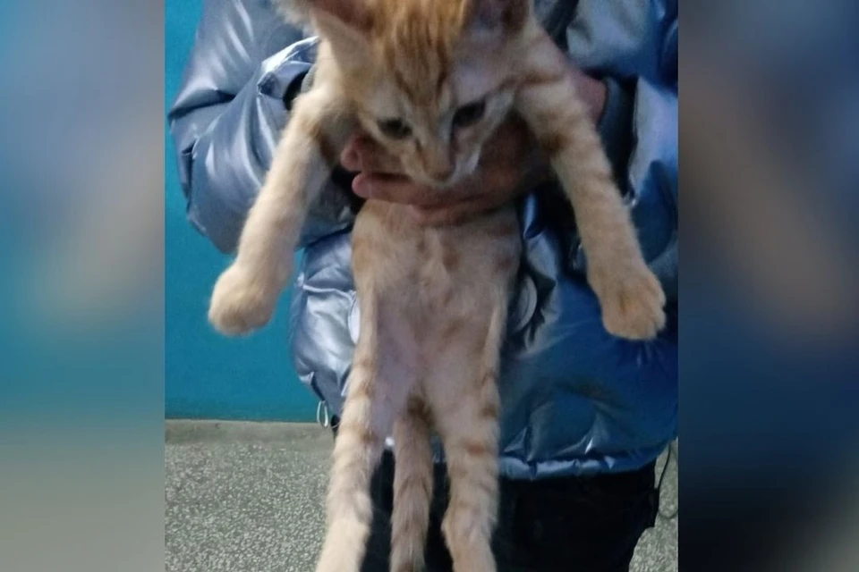 Котенка нашли дети на улице. Фото: vk.com/nash_dom_sloboda