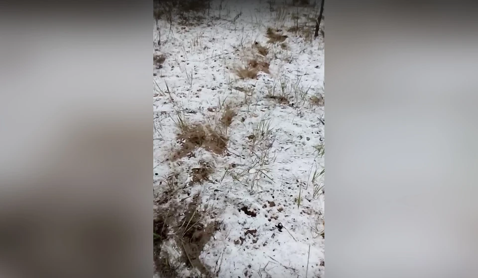 Скриншот видео