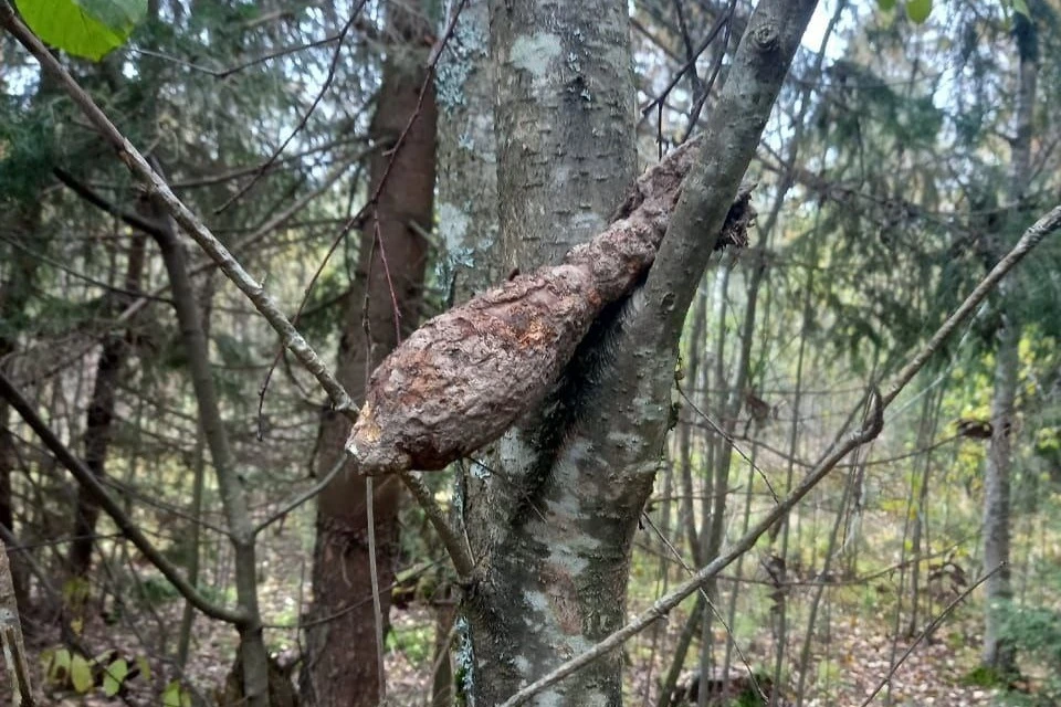 Мину на дереве нашли в Ленобласти. Фото: Управление Росгвардии по СПб.