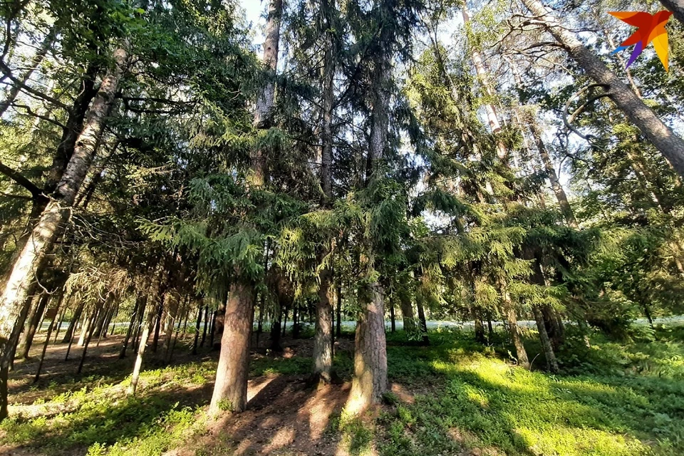 Два белоруса пошли за грибами, а были найдены мертвыми в лесу. Фотоиллюстрация: София ГОЛУБ