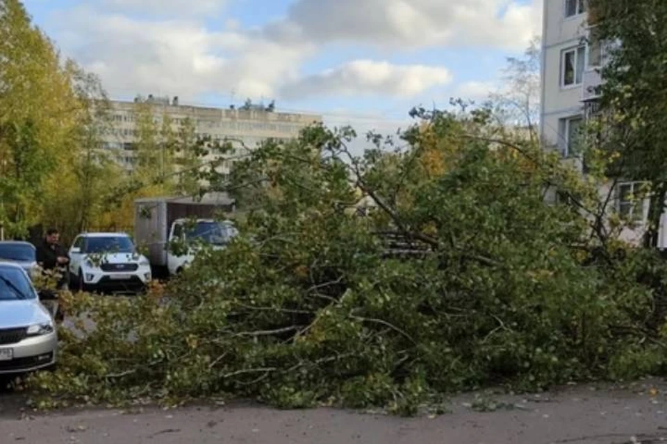 Дерево рухнуло на припаркованные машины на проспекте Культуры в Петербурге