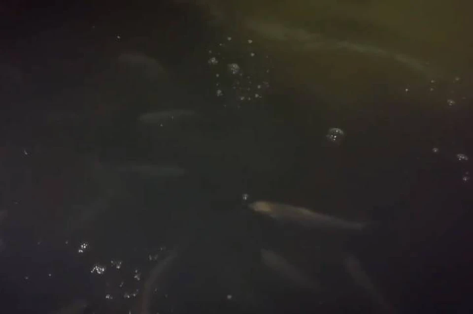 Более 3,7 тысяч мальков сига выпустили в воды в Петербурге