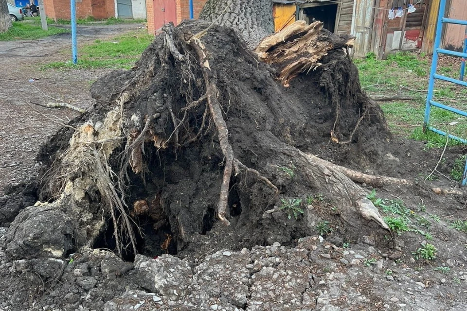 Гуковчане прислали сразу несколько фото деревьев, которые грозят такой же трагедией. Фото: читатель "КП - Ростов-на-Дону"