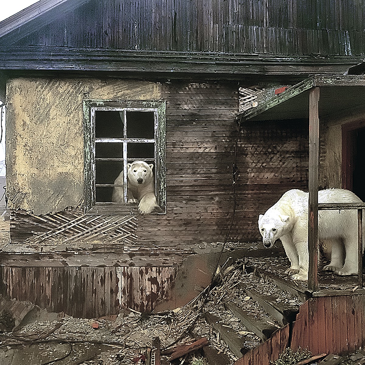 Бродят, голодные, в поисках еды: Российский фотограф сделал лучший снимок  медведя в мире - KP.RU